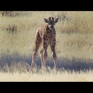 Meet your Posher, Rodel